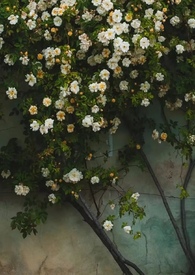 ����С˵:֪��