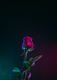 ����С˵:ֻ��Ϊ�㳪���