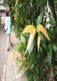 ����С˵:һ��ͬ�Ӱ�