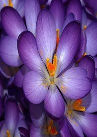 ����С˵:����