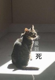 ����С˵:������