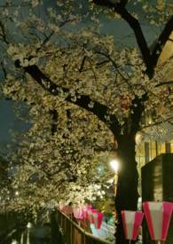 ����С˵:����