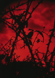 �ֲ�С˵:ʳ���ߵ����E