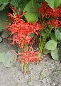 ����С˵:��APH����ƪ�� (������� ��CP)