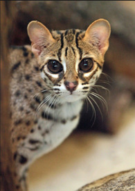 ����С˵:ʯ����Ů