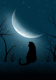 ����С˵:����