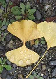 ����С˵:����