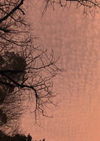 ����С˵:������� Atwood