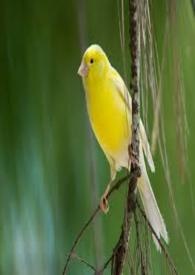 ����С˵:�ȴ����ֵĽ�˿ȸ