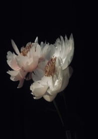 ����С˵:����֪��������