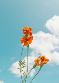 ����С˵:����