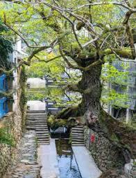 ����С˵:ɽ������