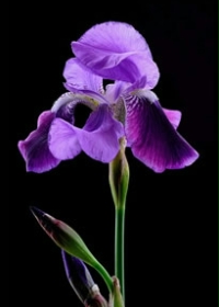 ����С˵:��Ϫ֮��