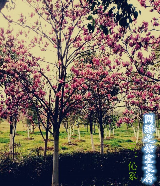 ����С˵:����֮���곤��